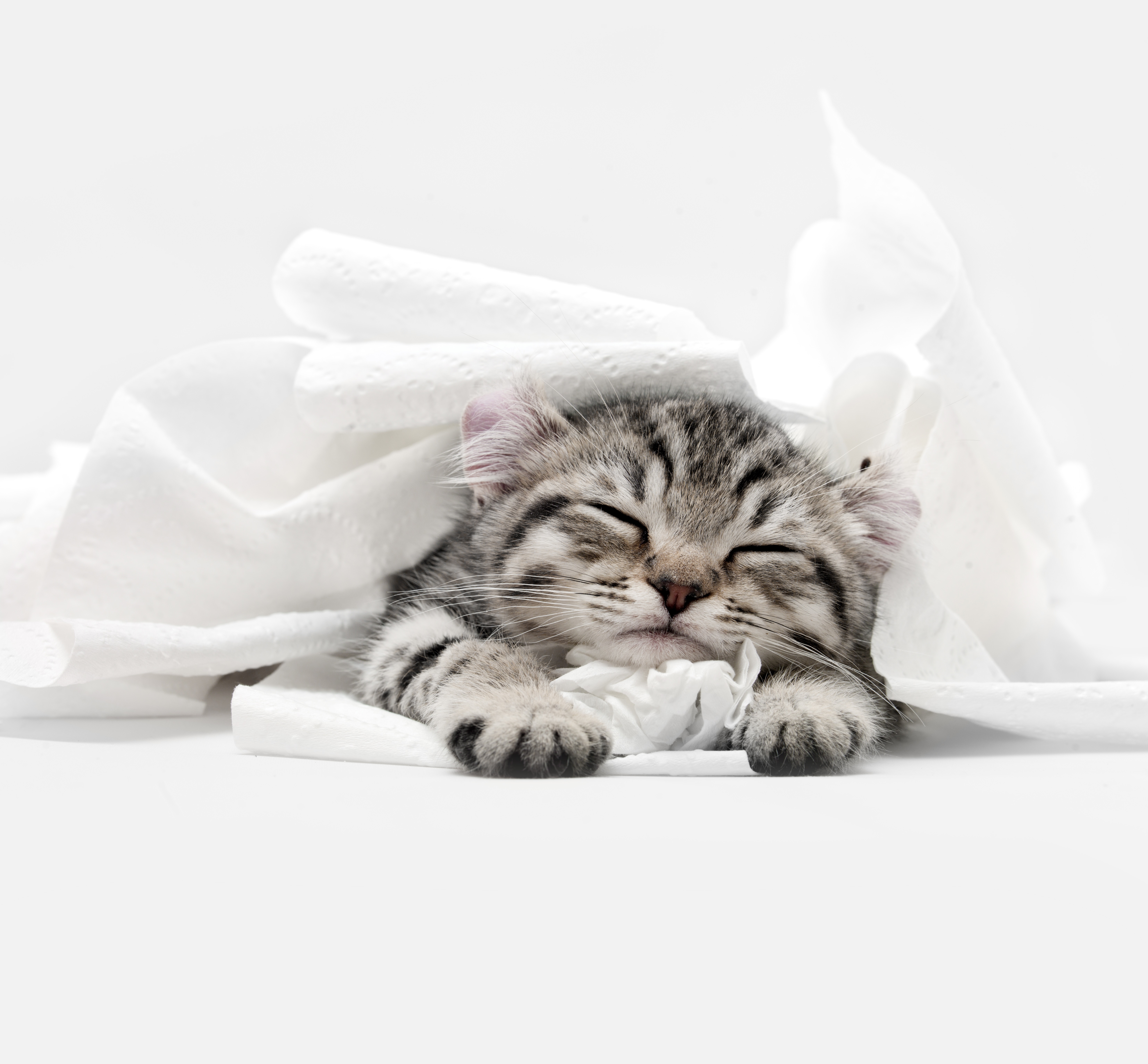 Highlander Cat Breed Pictures