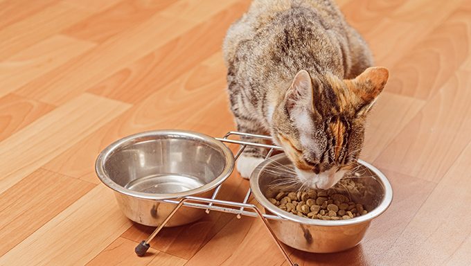Keep Food And Water Bowls Nearby