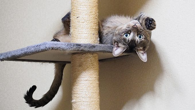 Have A Centerpiece: The Cat Tree