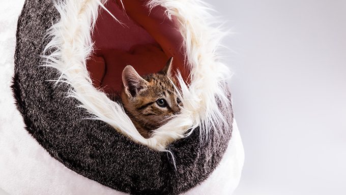 Get The Most Luxurious Cat Bed Ever