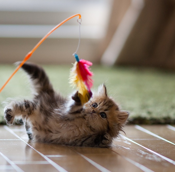 Play with the feather thing.