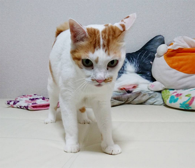 Japanese Bobtail Cats And Kittens