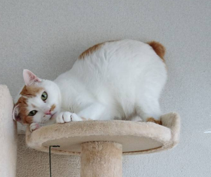 Japanese Bobtail Cats And Kittens
