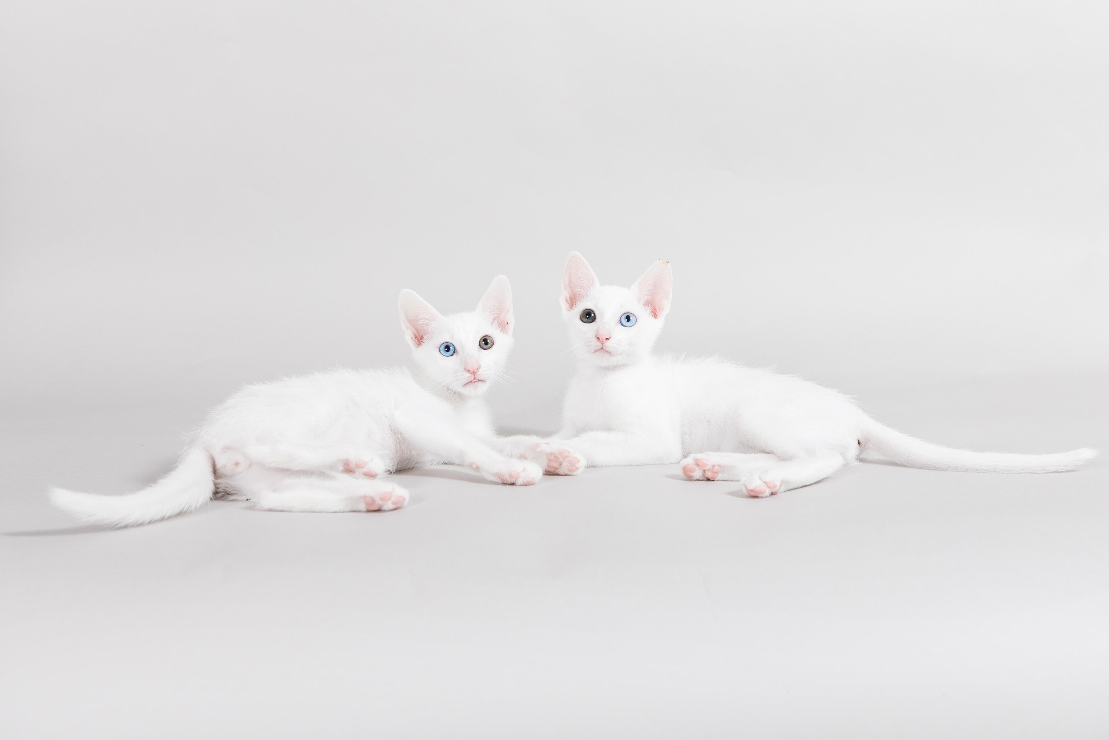 Khao Manee Cat Breed Pictures