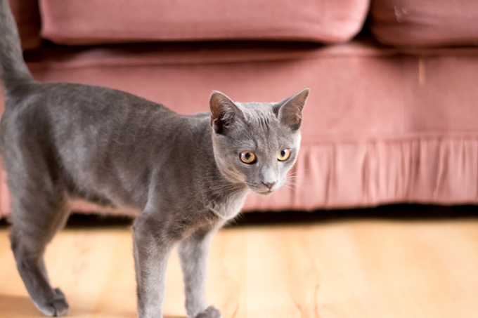 Korat Cats And Kittens