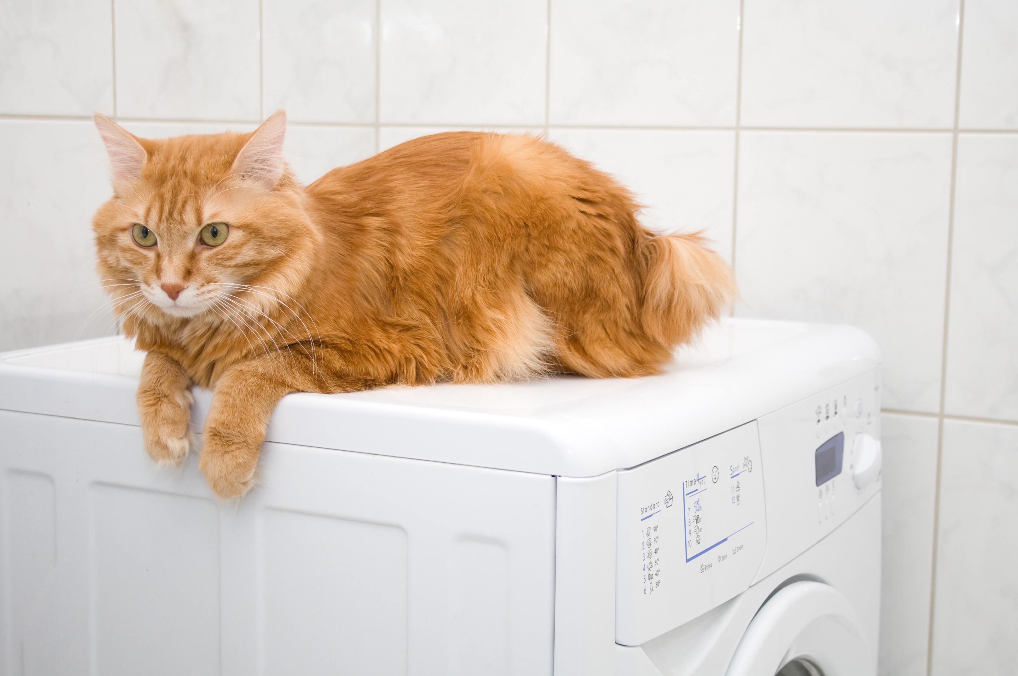 Kurilian Bobtail Cat Breed Pictures