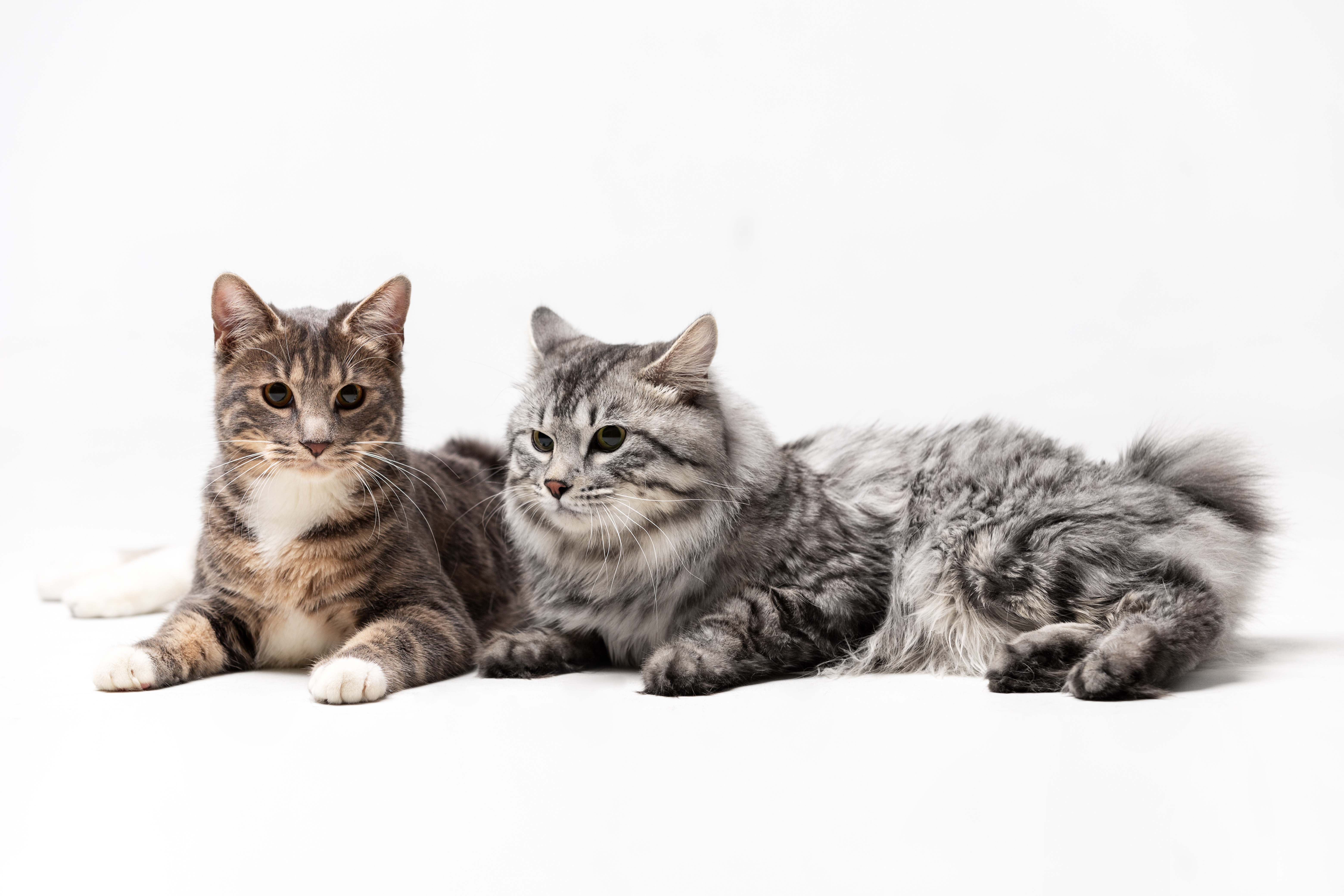 Kurilian Bobtail Cat Breed Pictures