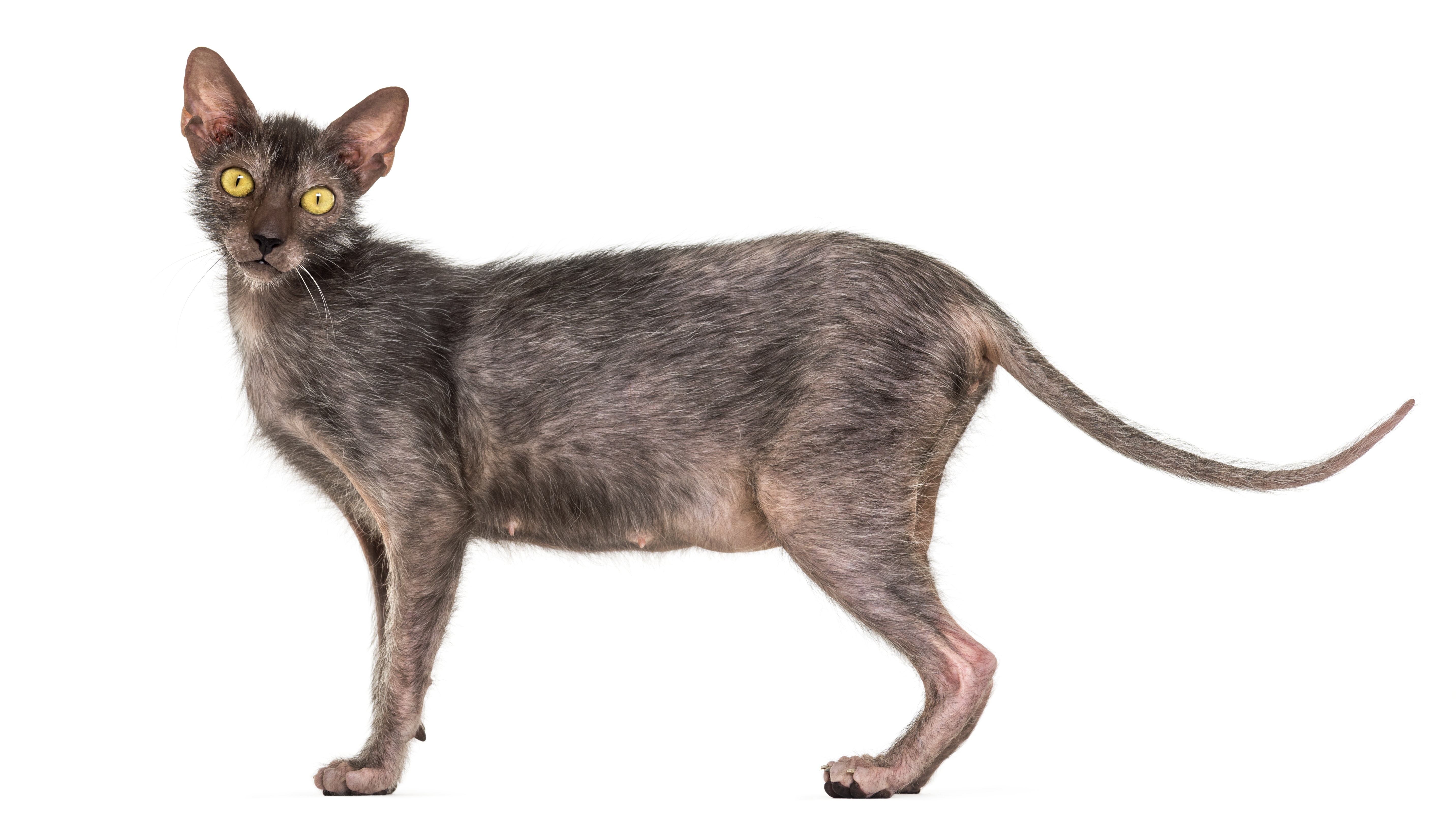 Lykoi Cat Breed Pictures