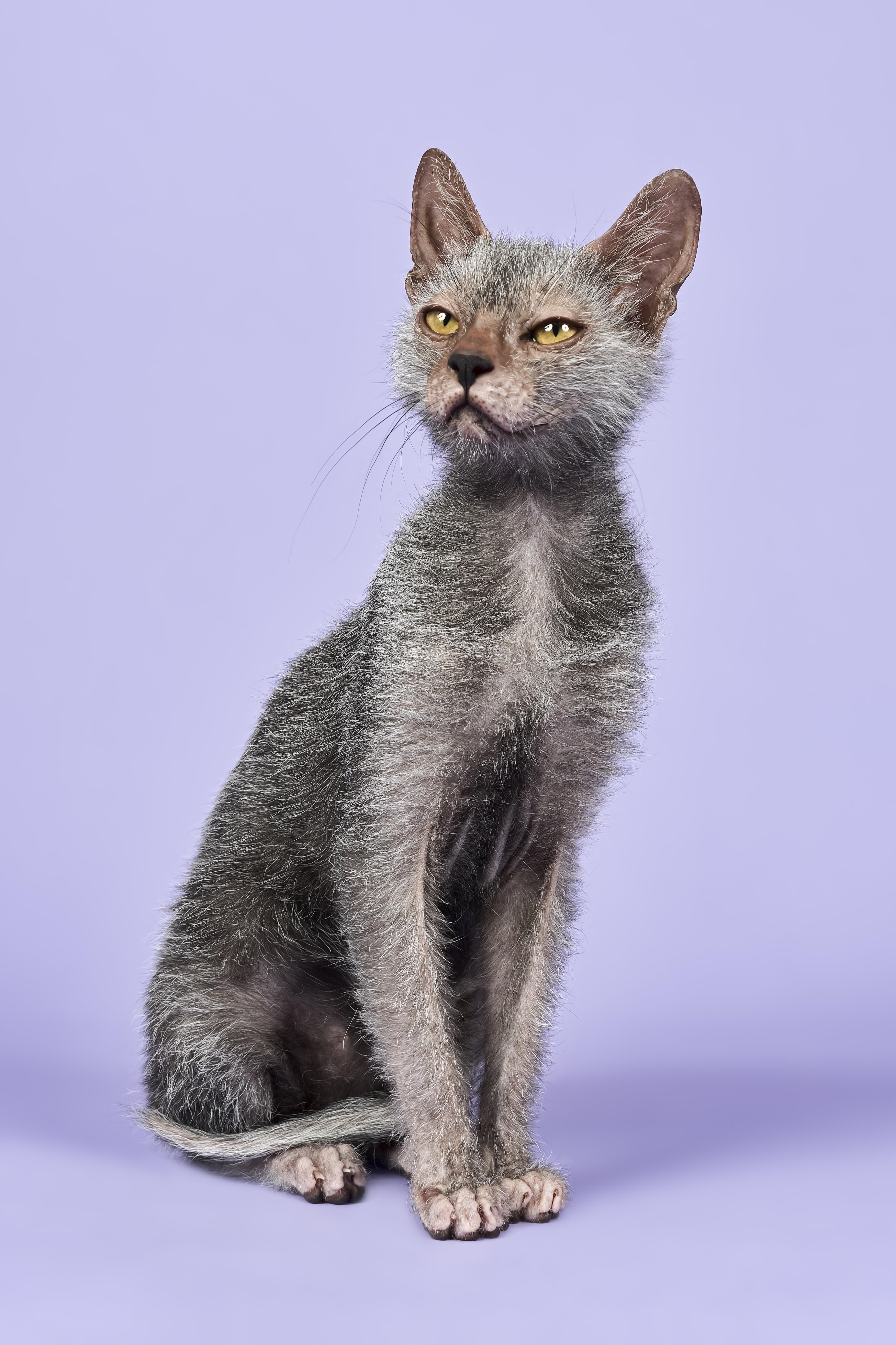 Lykoi Cat Breed Pictures