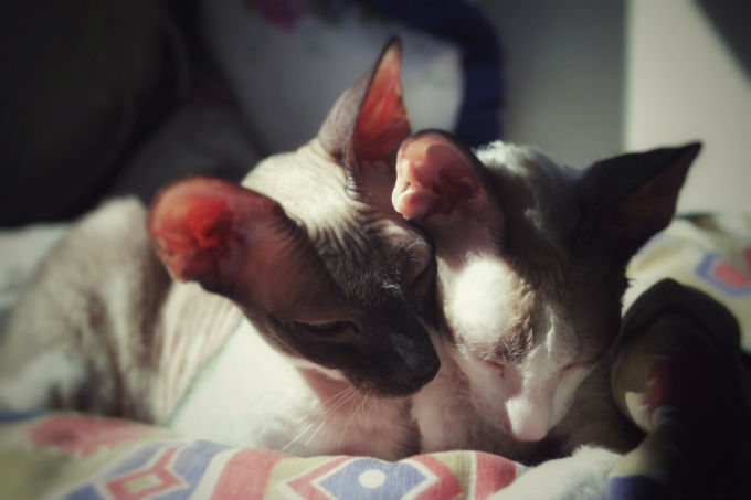 Cornish Rex Cats and Kittens 8
