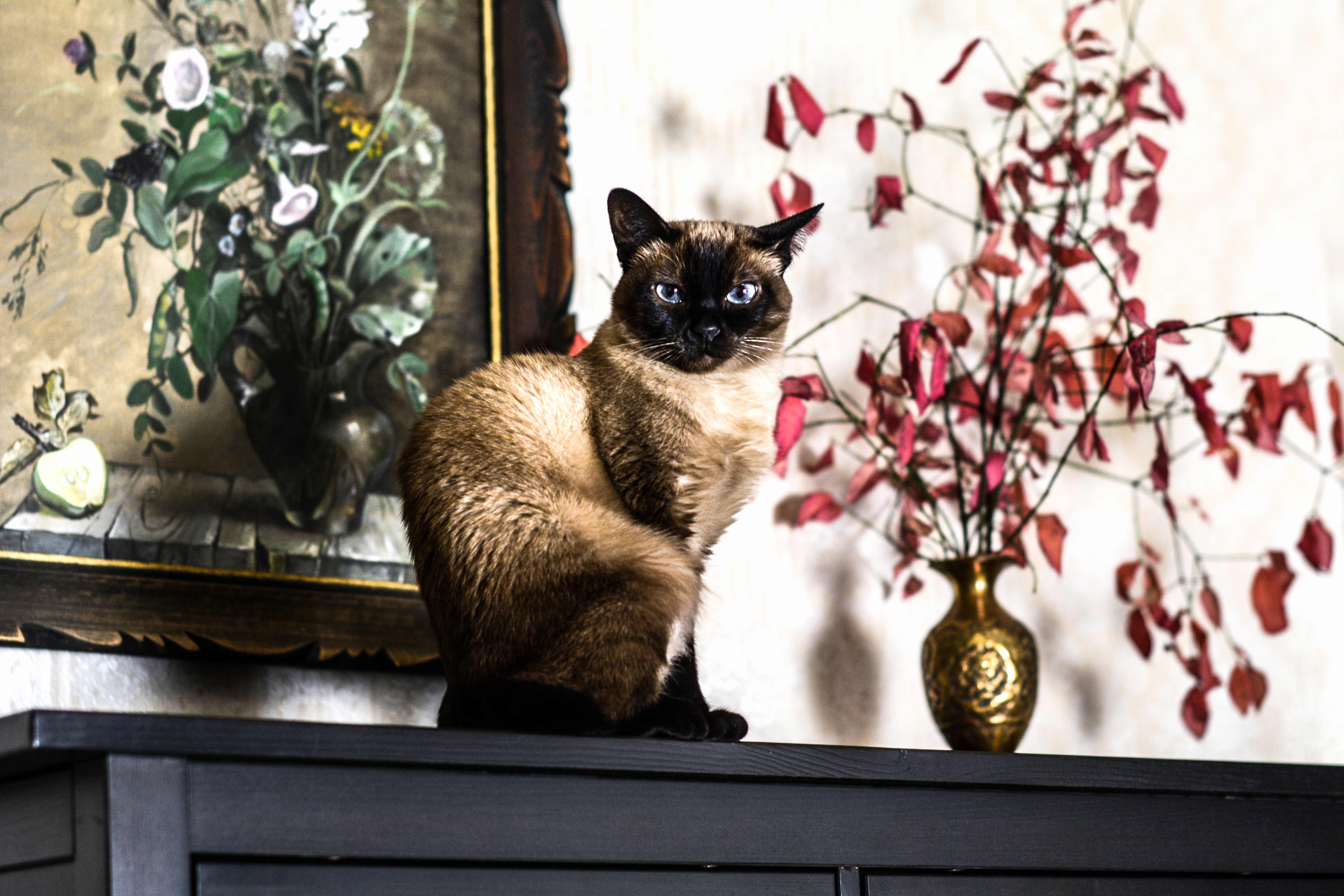 Mekong Bobtail Cat Breed Pictures
