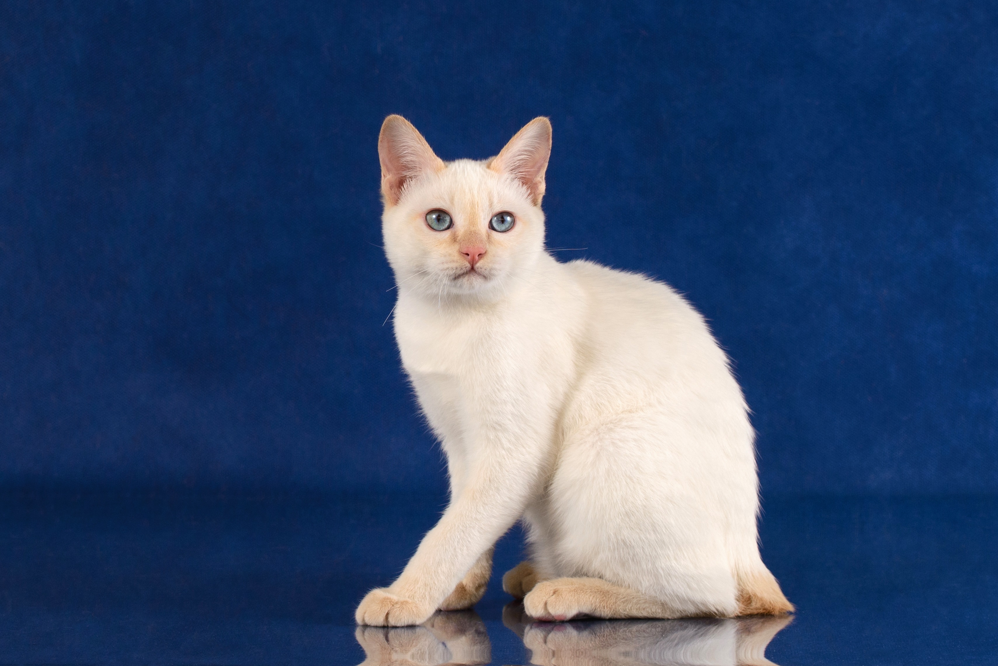 Mekong Bobtail Cat Breed Pictures