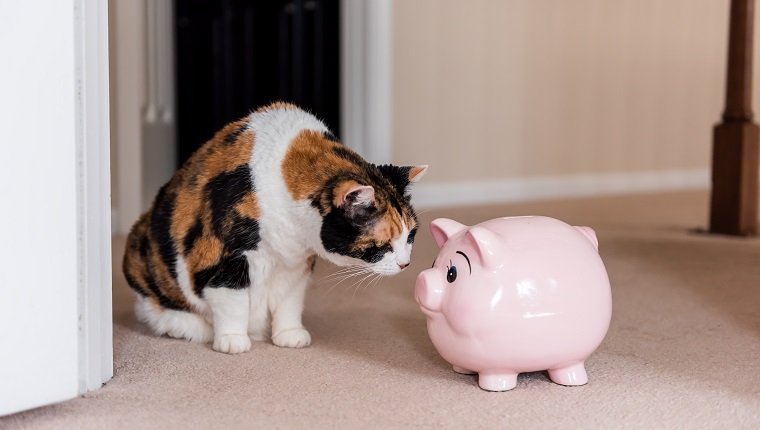 Try Savings Instead Of Pet Insurance