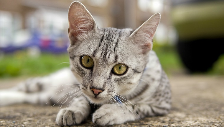 7. Egyptian Mau Cat