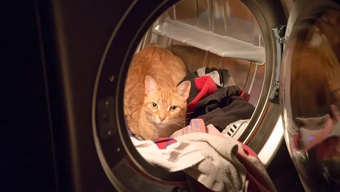 Incidents With The Dryer