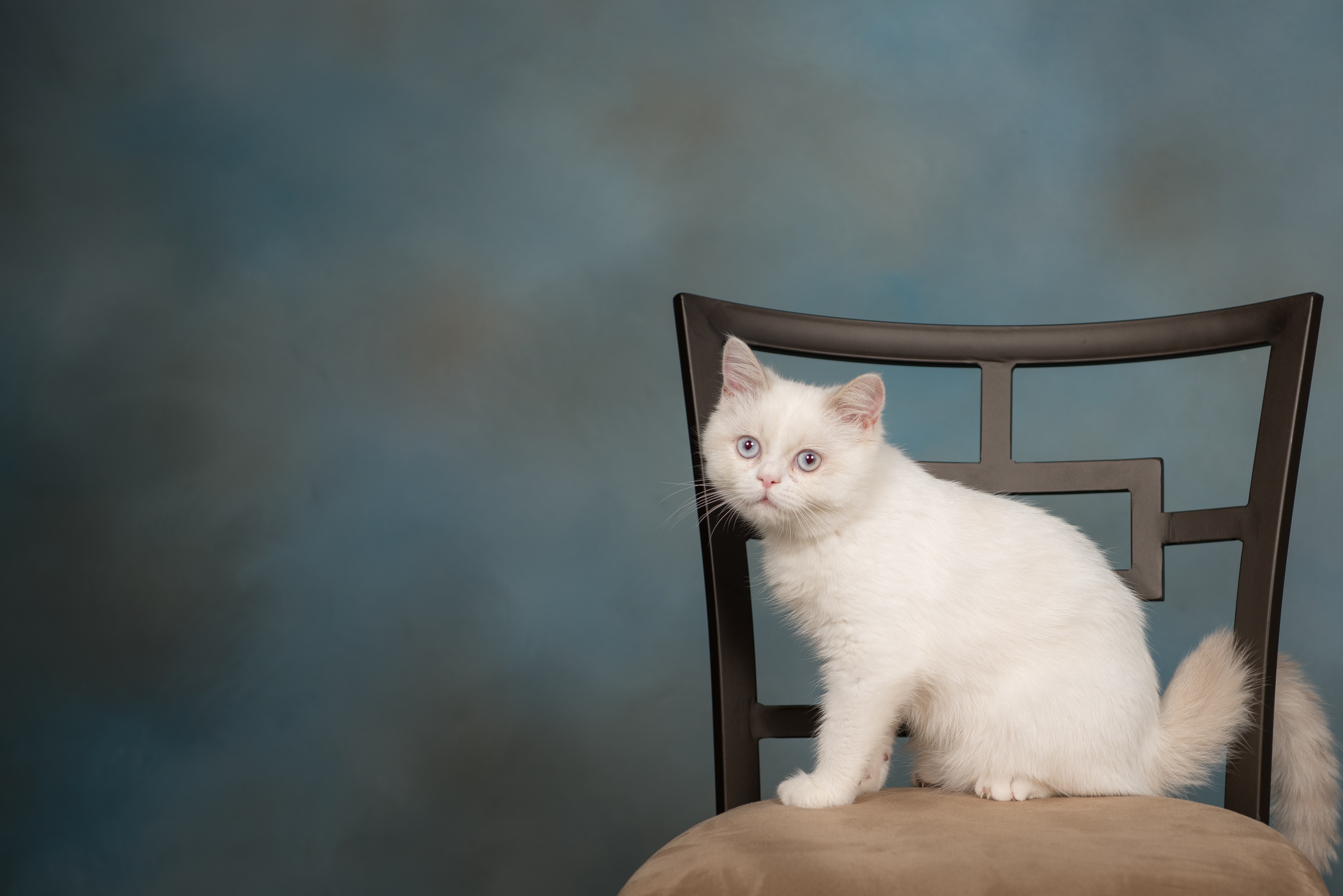 Napoleon Mixed Cat Breed Pictures