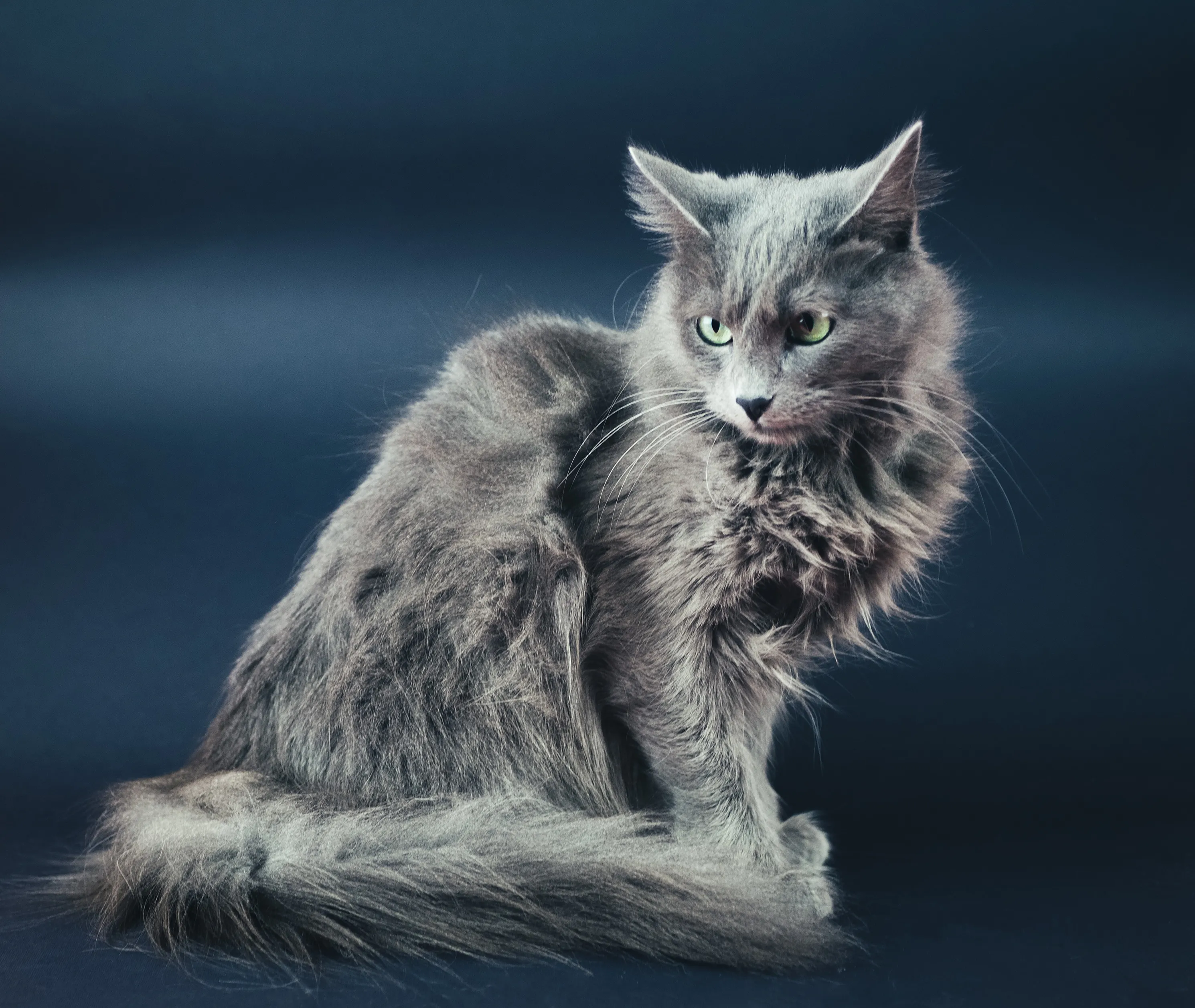 Nebelung Cat Breed Pictures
