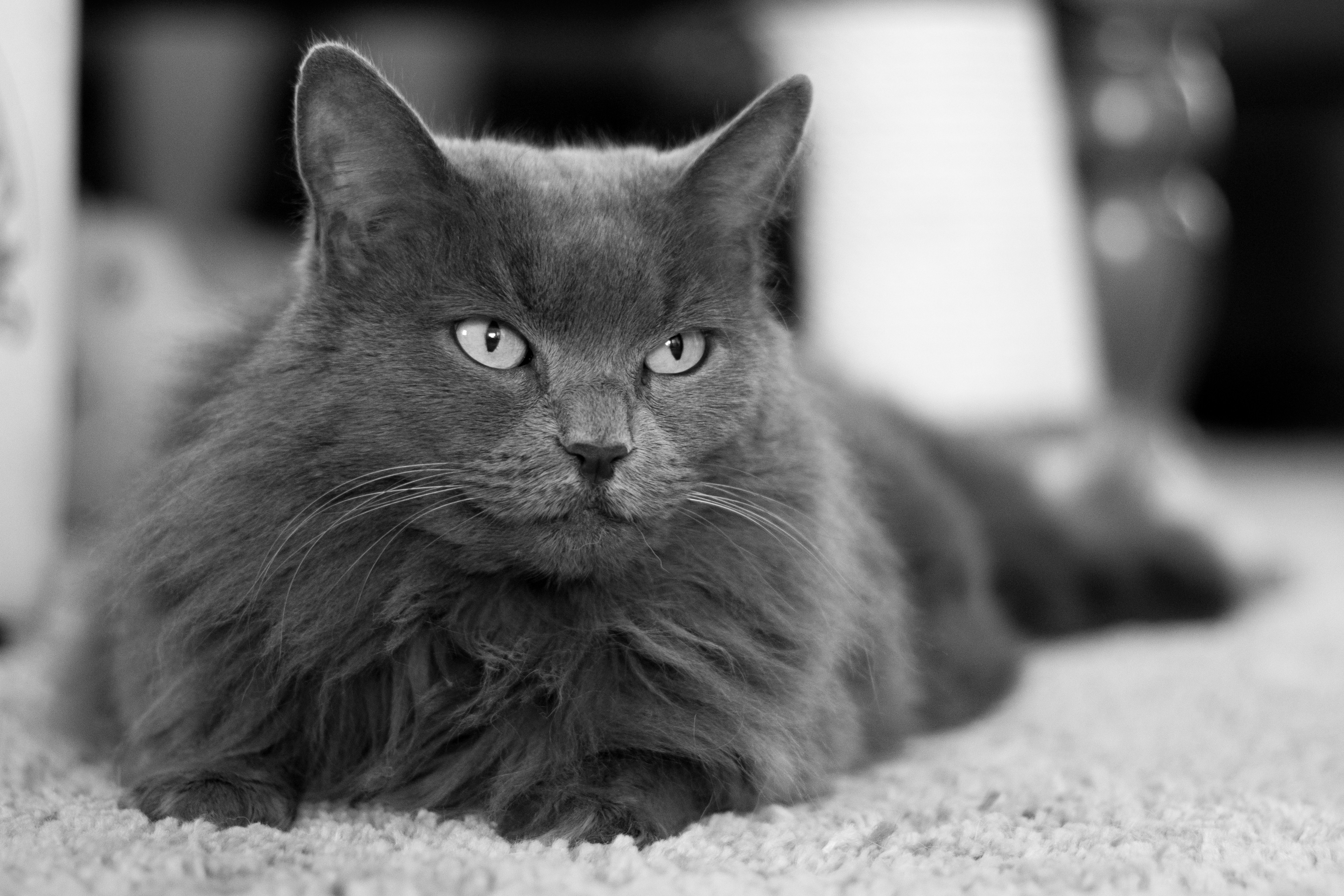 Nebelung Cat Breed Pictures
