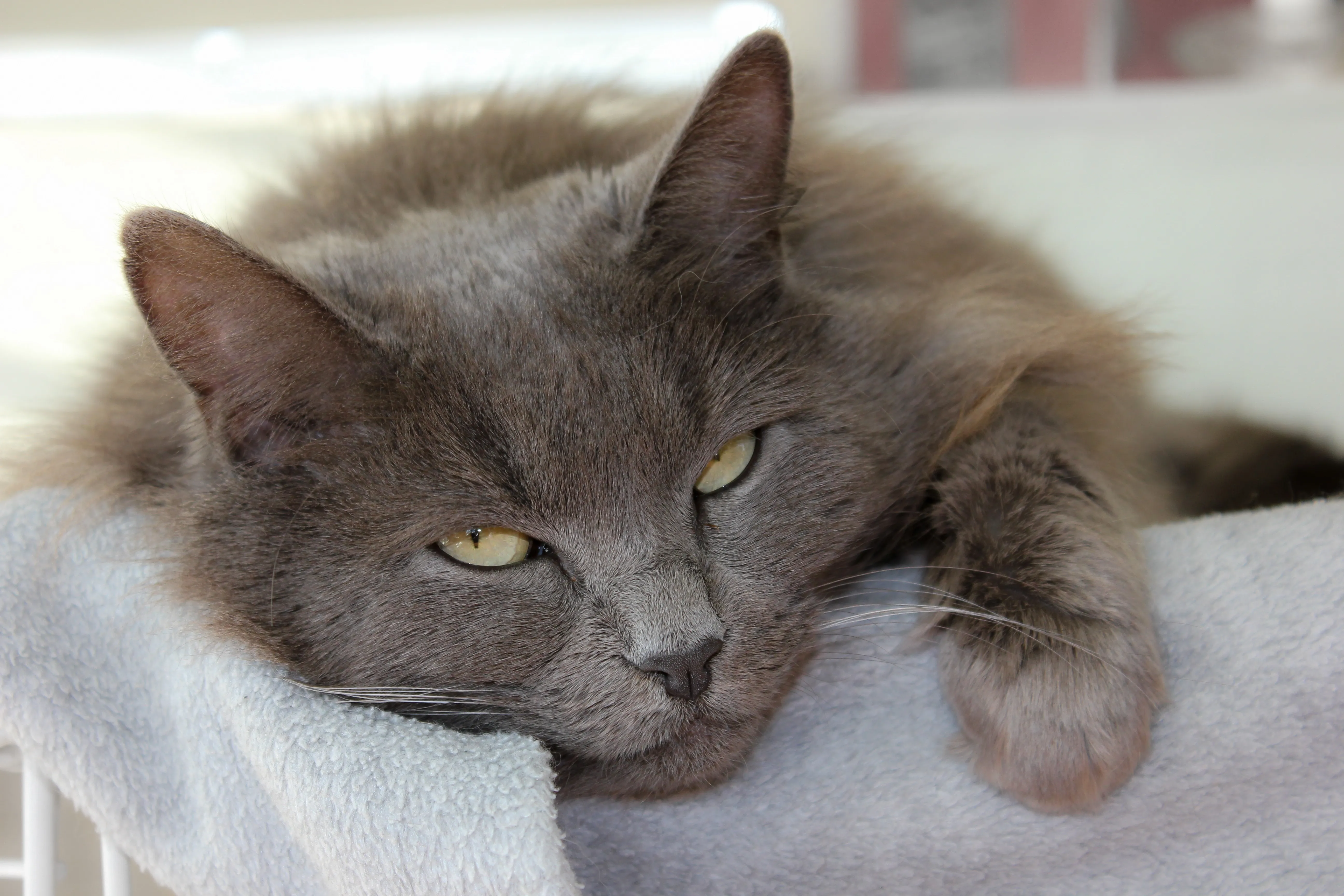 Nebelung Cat Breed Pictures