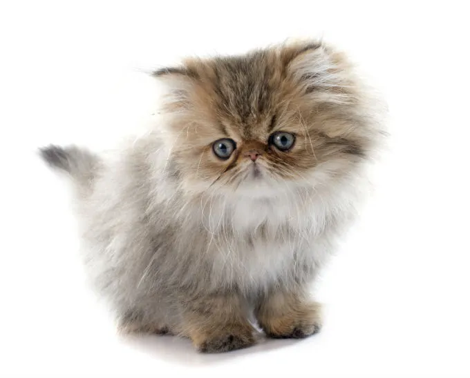 Persian Cats And Kittens