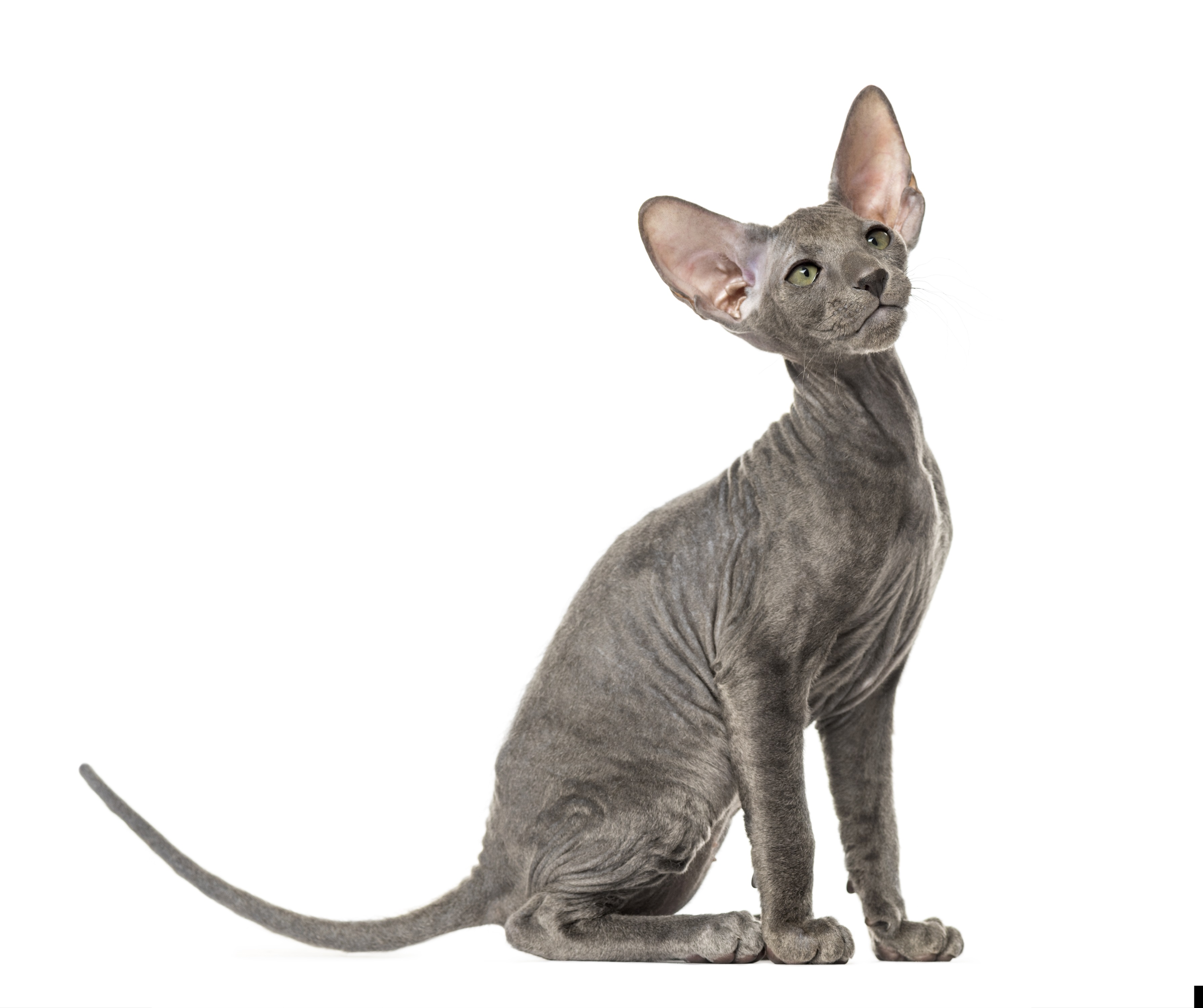 Peterbald Mixed Cat Breed Pictures