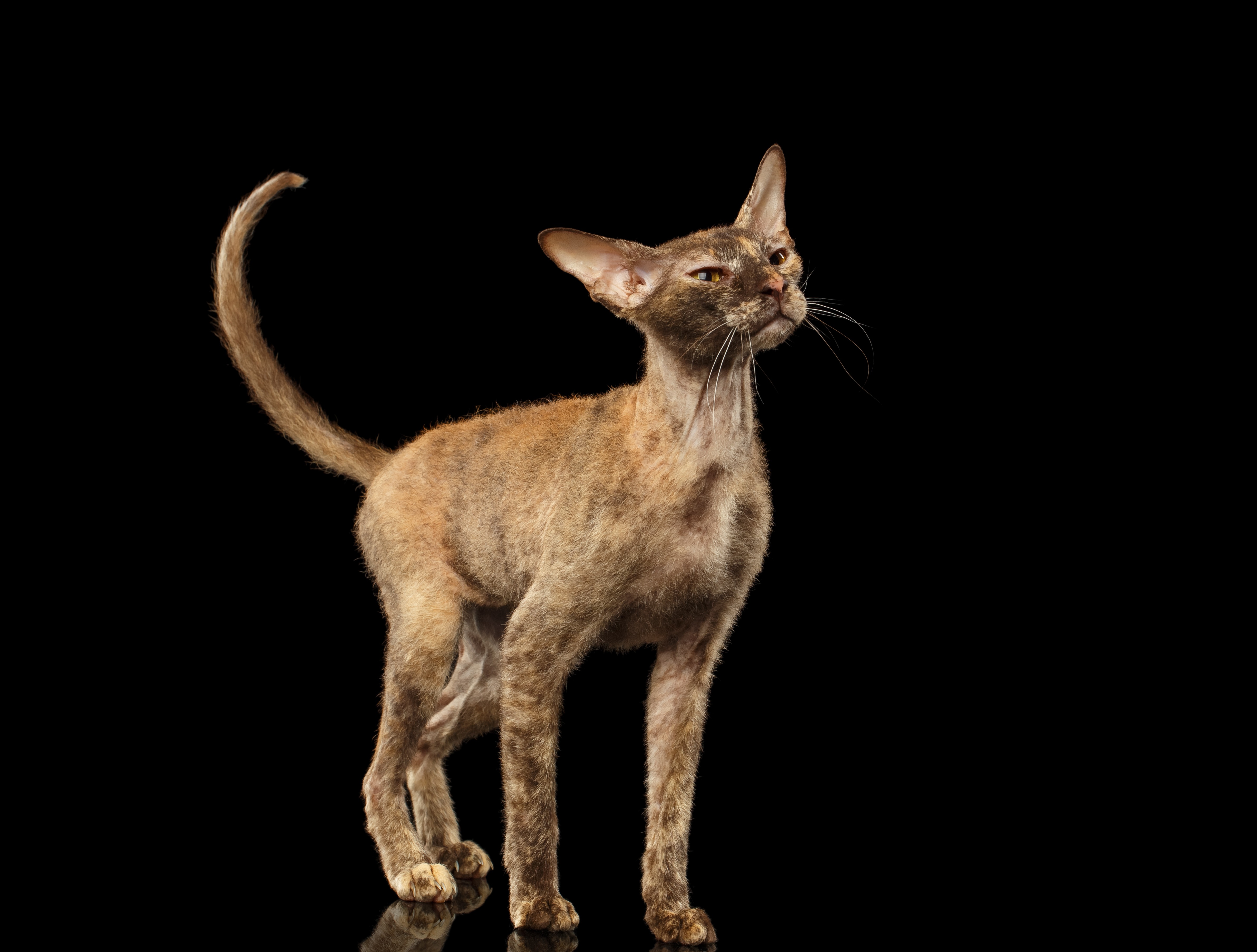 Peterbald Mixed Cat Breed Pictures