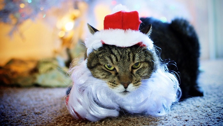 Miserable Cat In Costume