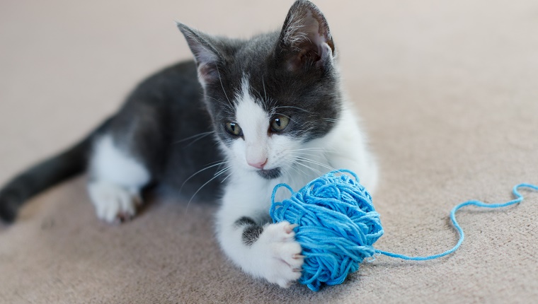 Cats With Yarn, String, Or Dangerous Toys