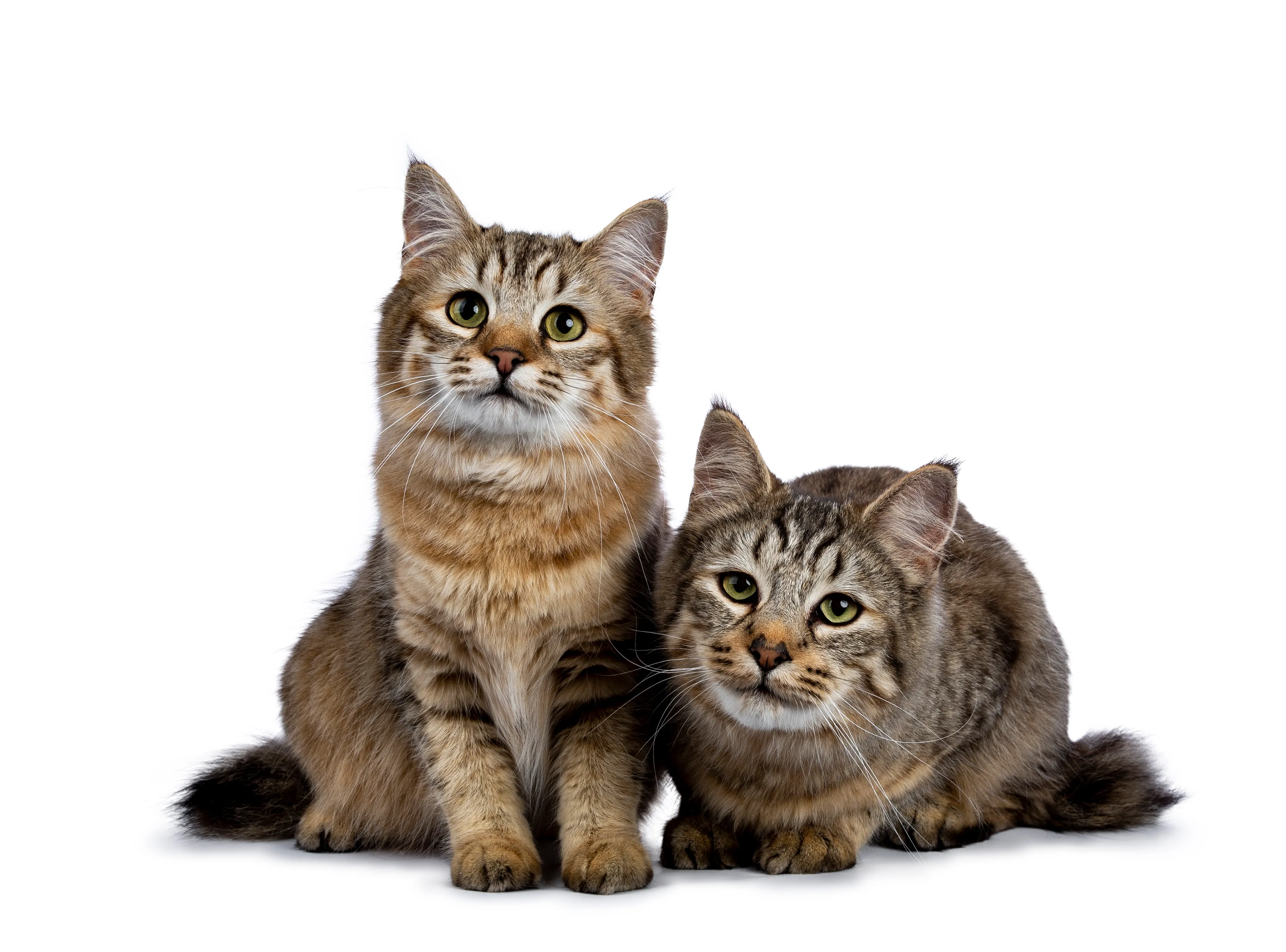Pixie-Bob Cat Breed Pictures