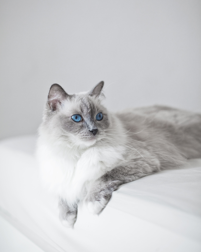 Ragdoll Cats And Kittens 