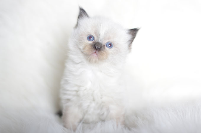 Ragdoll Cats And Kittens