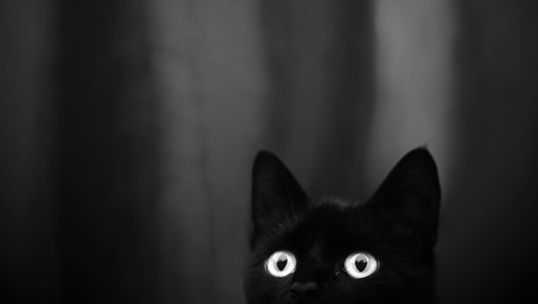 Black Cats Photograph Great!