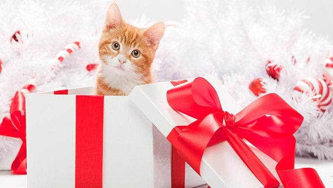 Santa Brings Gifts For Kitties, Too