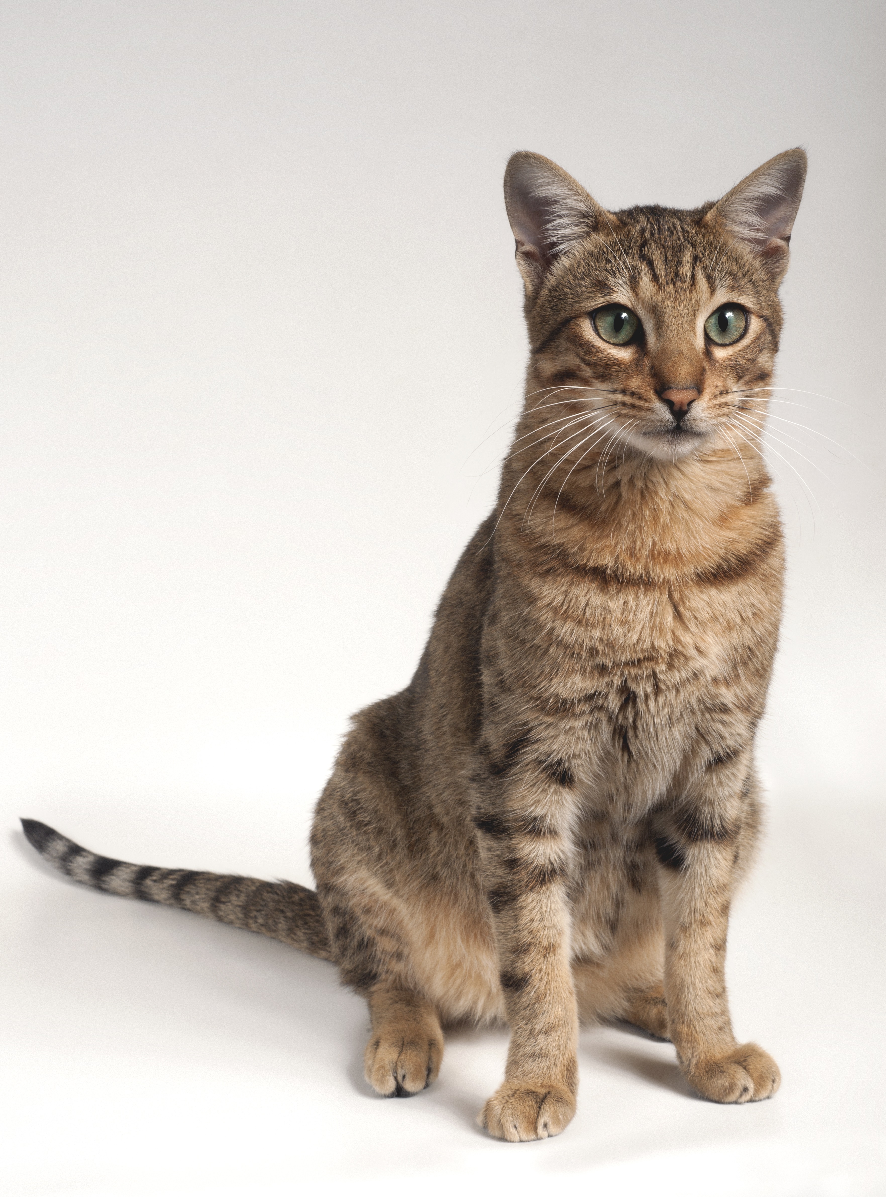 Savannah Cat Breed Pictures