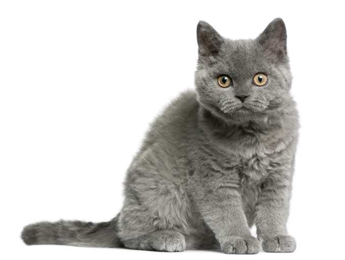 Selkirk Rex Cat Breed Information, Pictures, Characteristics & Facts