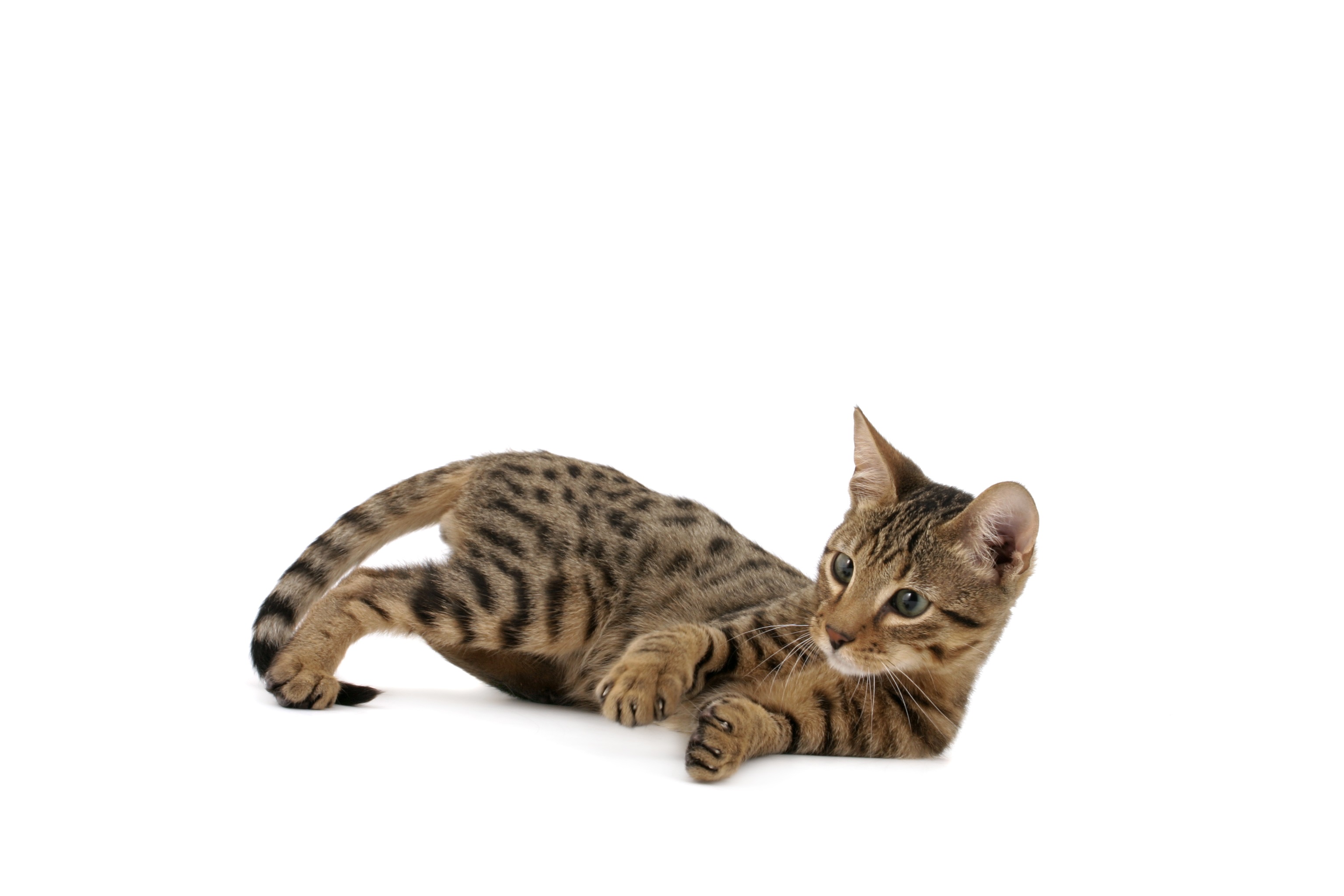 Serengeti Mixed Cat Breed Pictures