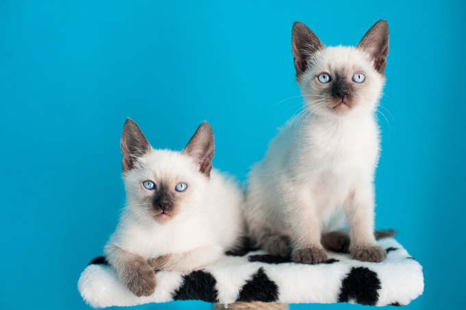 Siamese Cats And Kittens