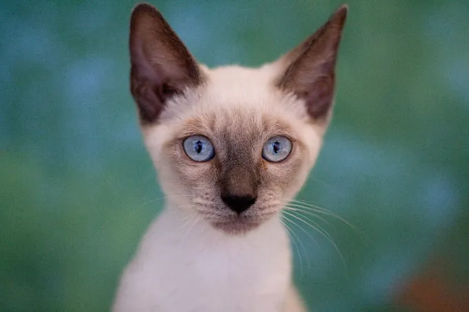 Siamese Cats And Kittens