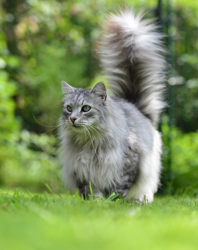 Siberian Cats And Kittens