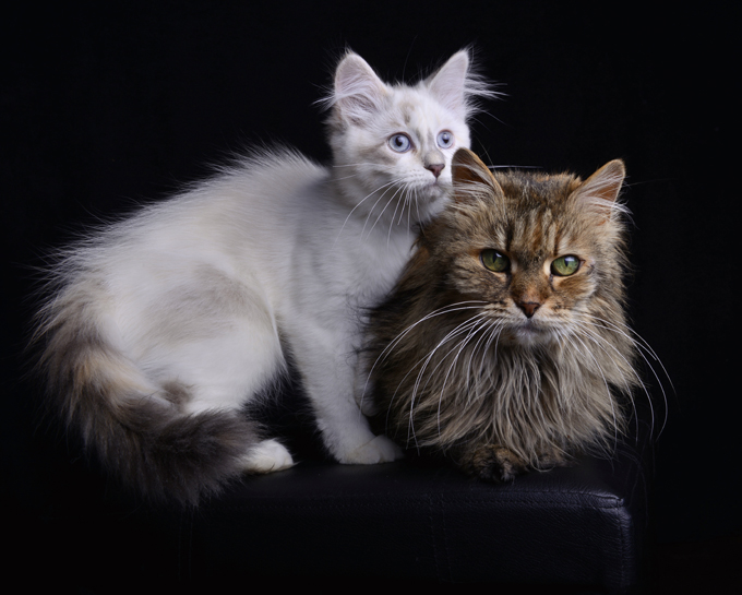 Siberian Cats And Kittens