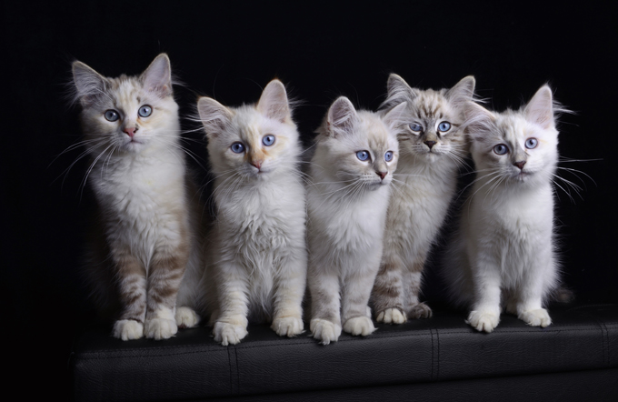Siberian Cats And Kittens