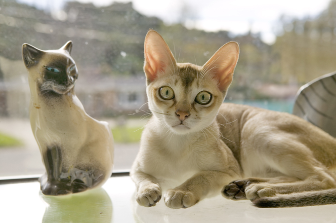 Singapura Cats And Kittens