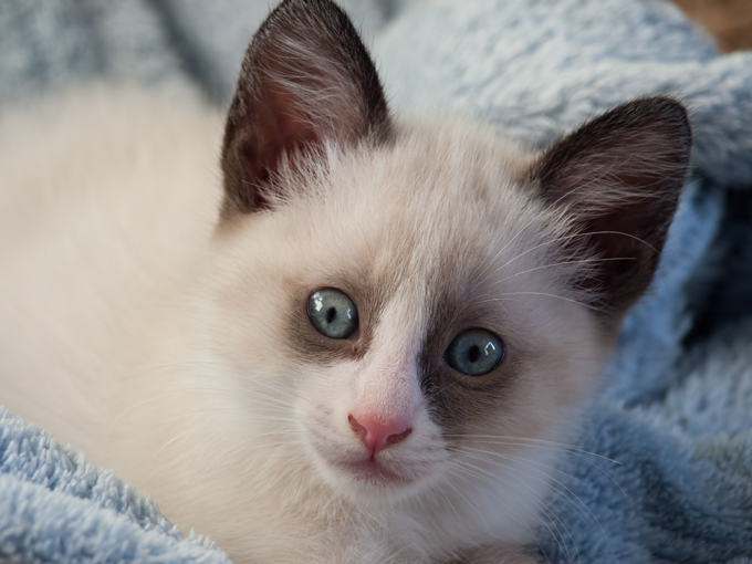 Snowshoe Cats And Kittens