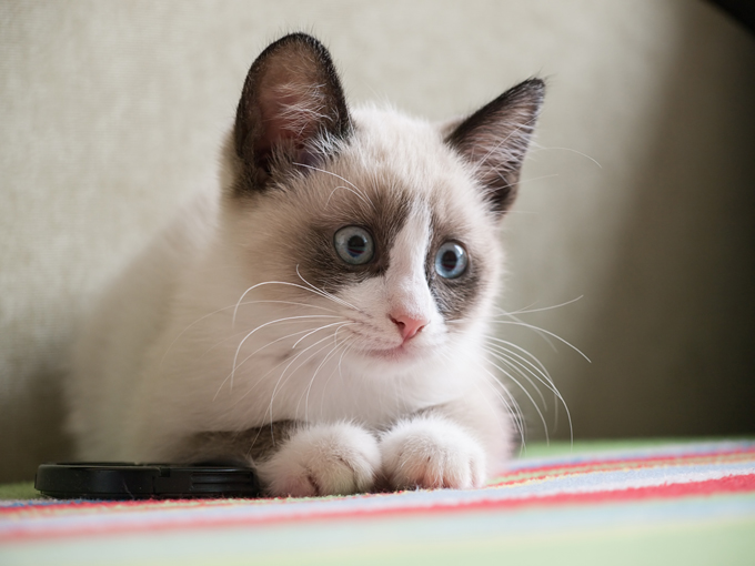 Snowshoe Cats And Kittens