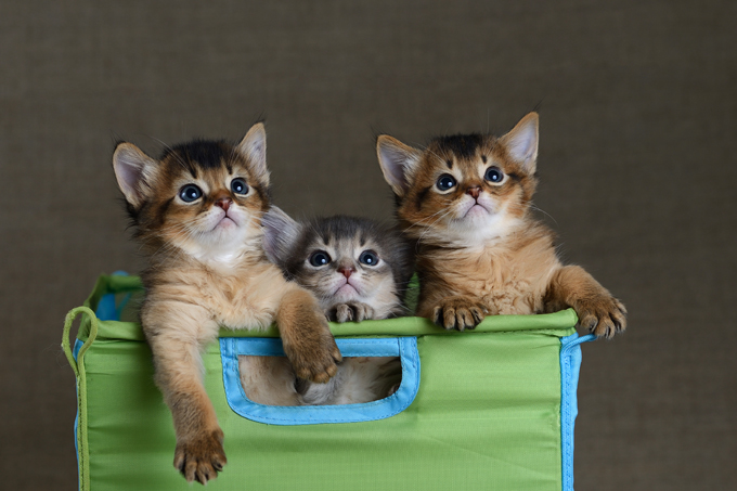 Somali Cats And Kittens