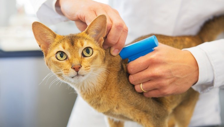 Get Your Cat Microchipped