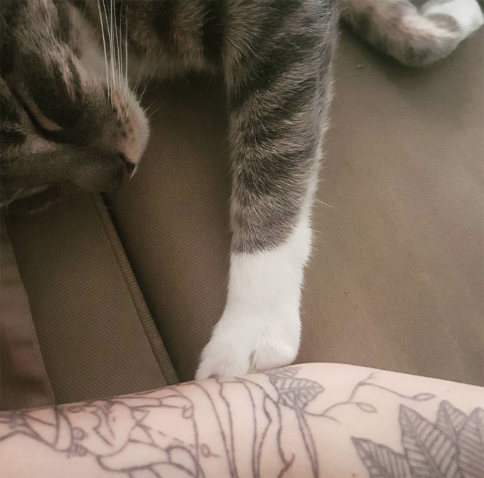 This kitty just wants to touch his human. 