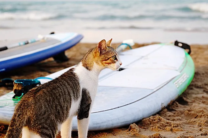 Surf's up, cat dude!