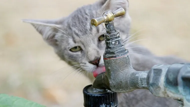 Keep Your Cat Hydrated