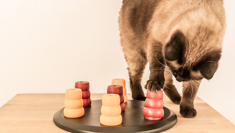 Brain Games For Cats